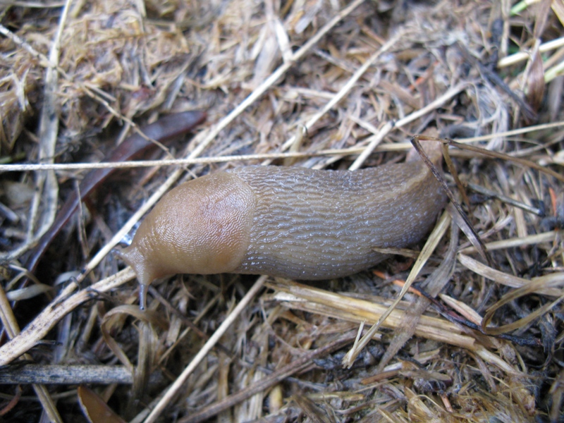 Limax del corsicus-gruppo da Acquapendente (VT)